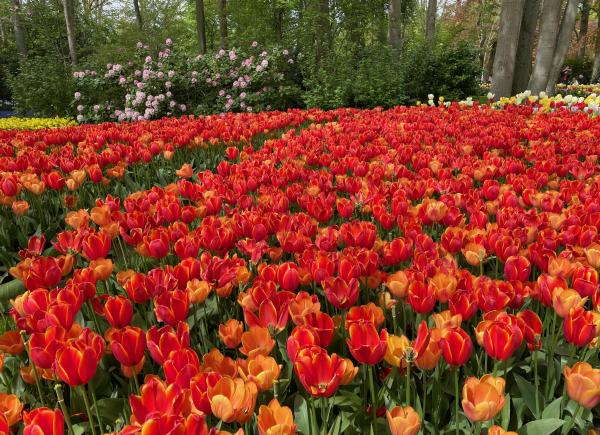 015 Prachtige molens en de Keukenhof  