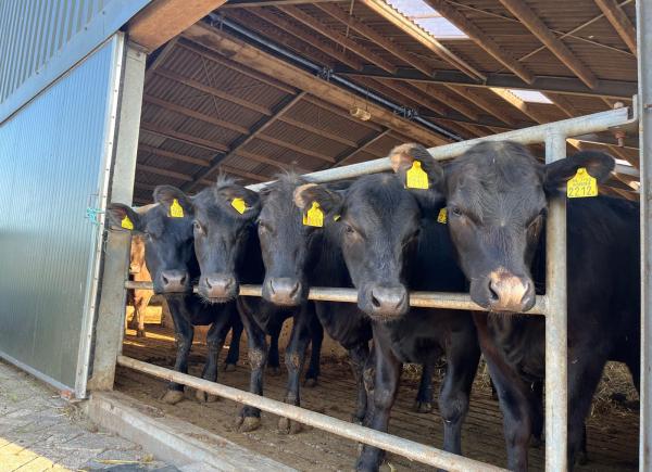 024 Boemeltreintje en Black Angus Farm 