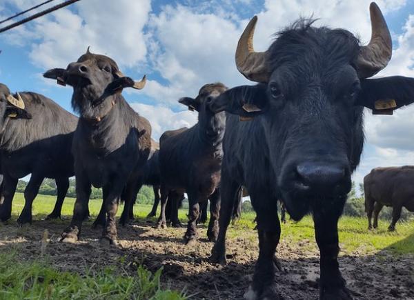 028 Het geheim van tin & Goed, Beter.....Buffel !